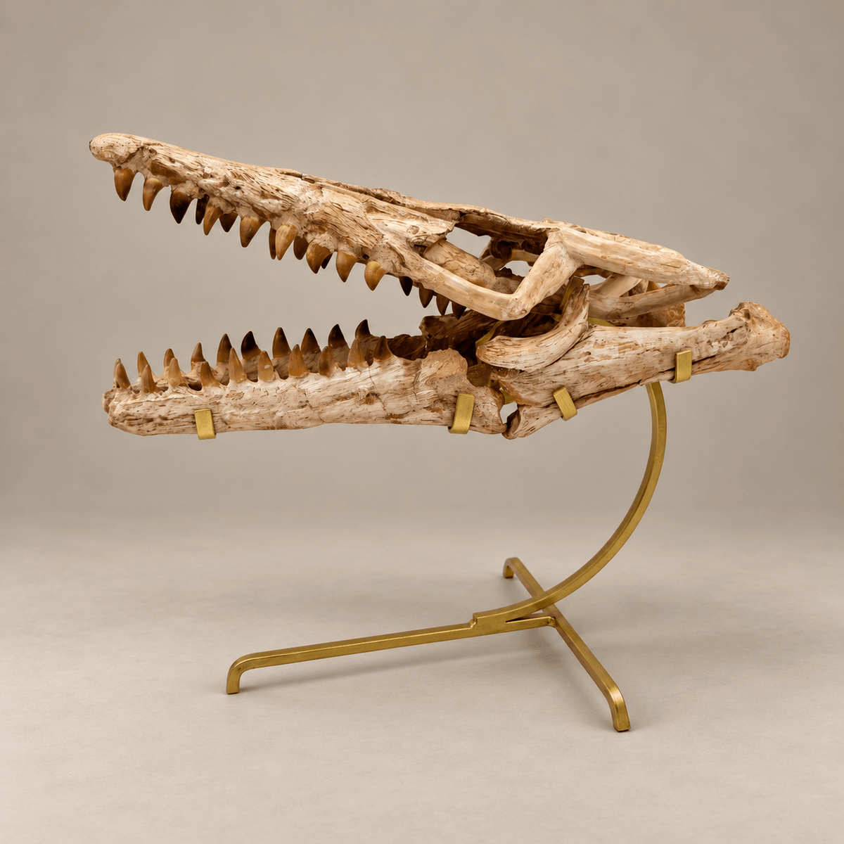 Original Prognathodon anceps Mosasaur Skull, 46 cm – PD-MSK-0046 - PaleoDeserts