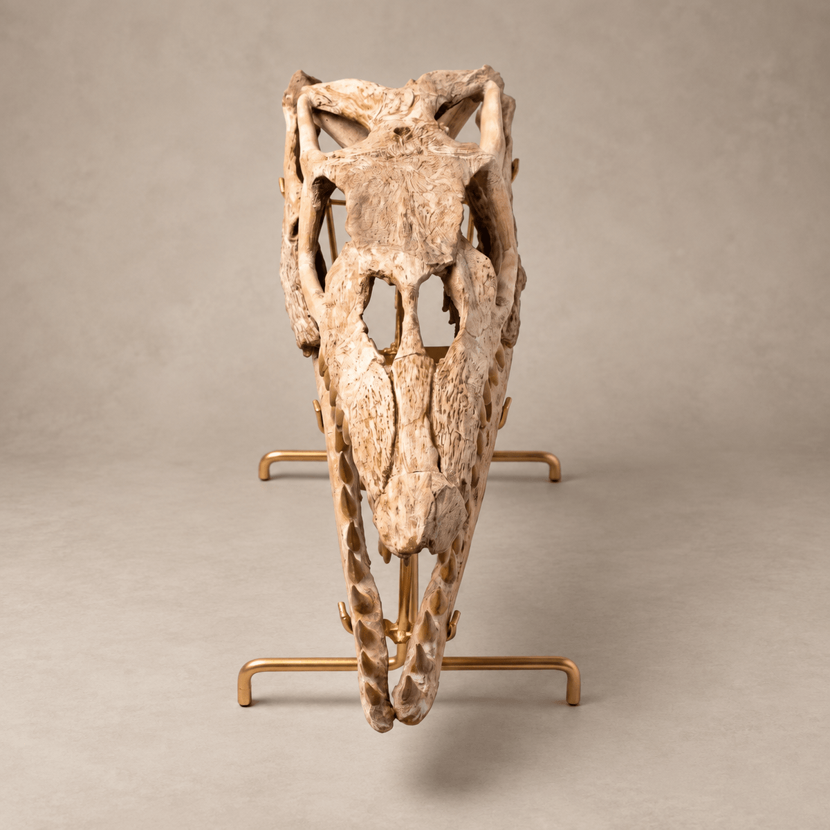 Original Prognathodon anceps Mosasaur Skull, 46 cm – PD-MSK-0046 - PaleoDeserts