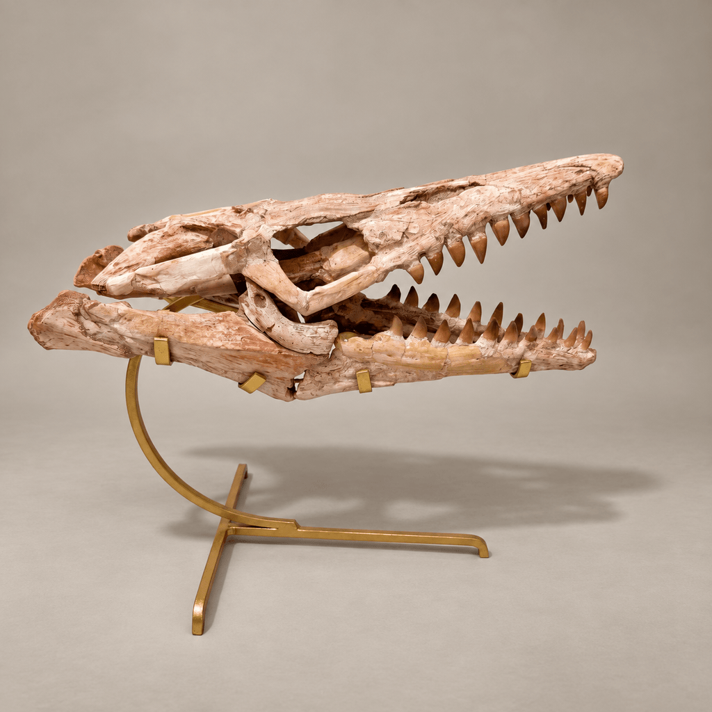 Original Prognathodon anceps Mosasaur Skull, 46 cm – PD-MSK-0046 - PaleoDeserts