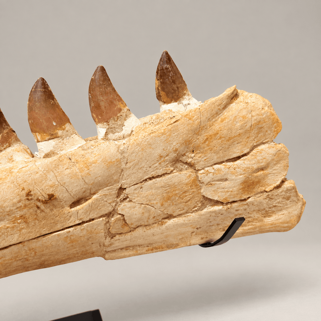 Original Thalassotitan atrox Mosasaur Jaw, 67 cm – PD-MJW-0067 - PaleoDeserts