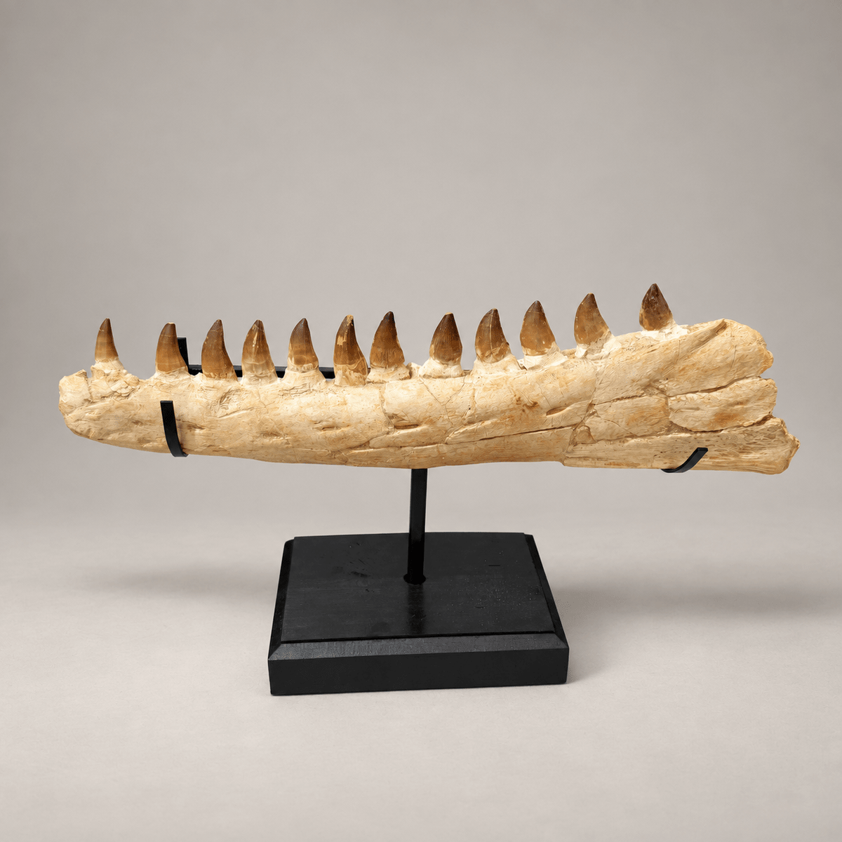 Original Thalassotitan atrox Mosasaur Jaw, 67 cm – PD-MJW-0067 - PaleoDeserts
