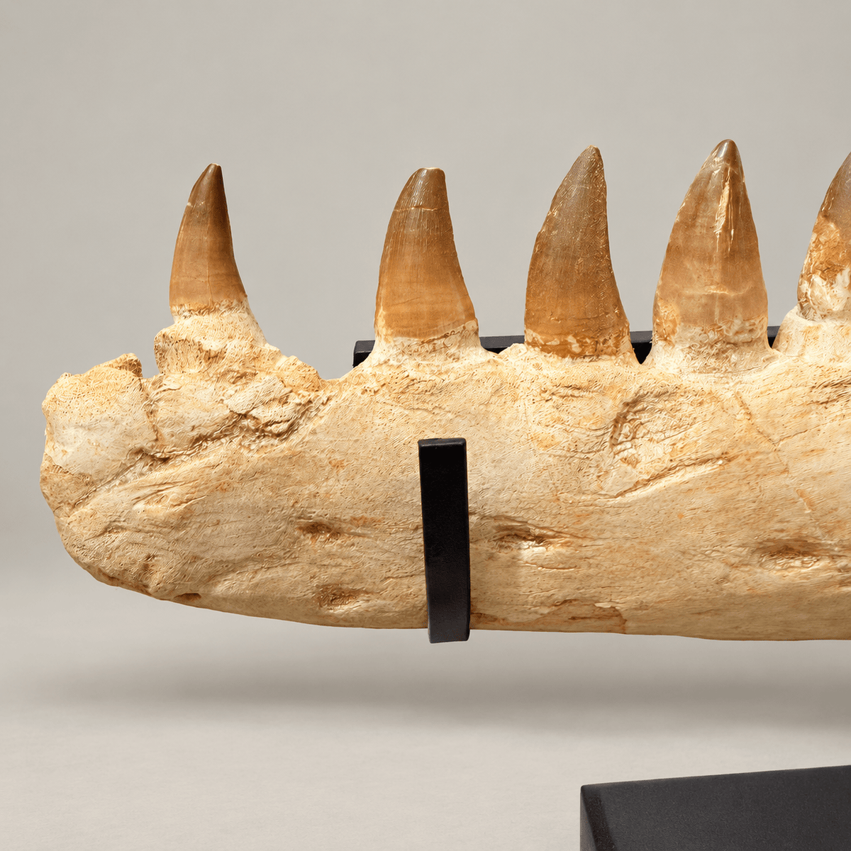 Original Thalassotitan atrox Mosasaur Jaw, 67 cm – PD-MJW-0067 - PaleoDeserts