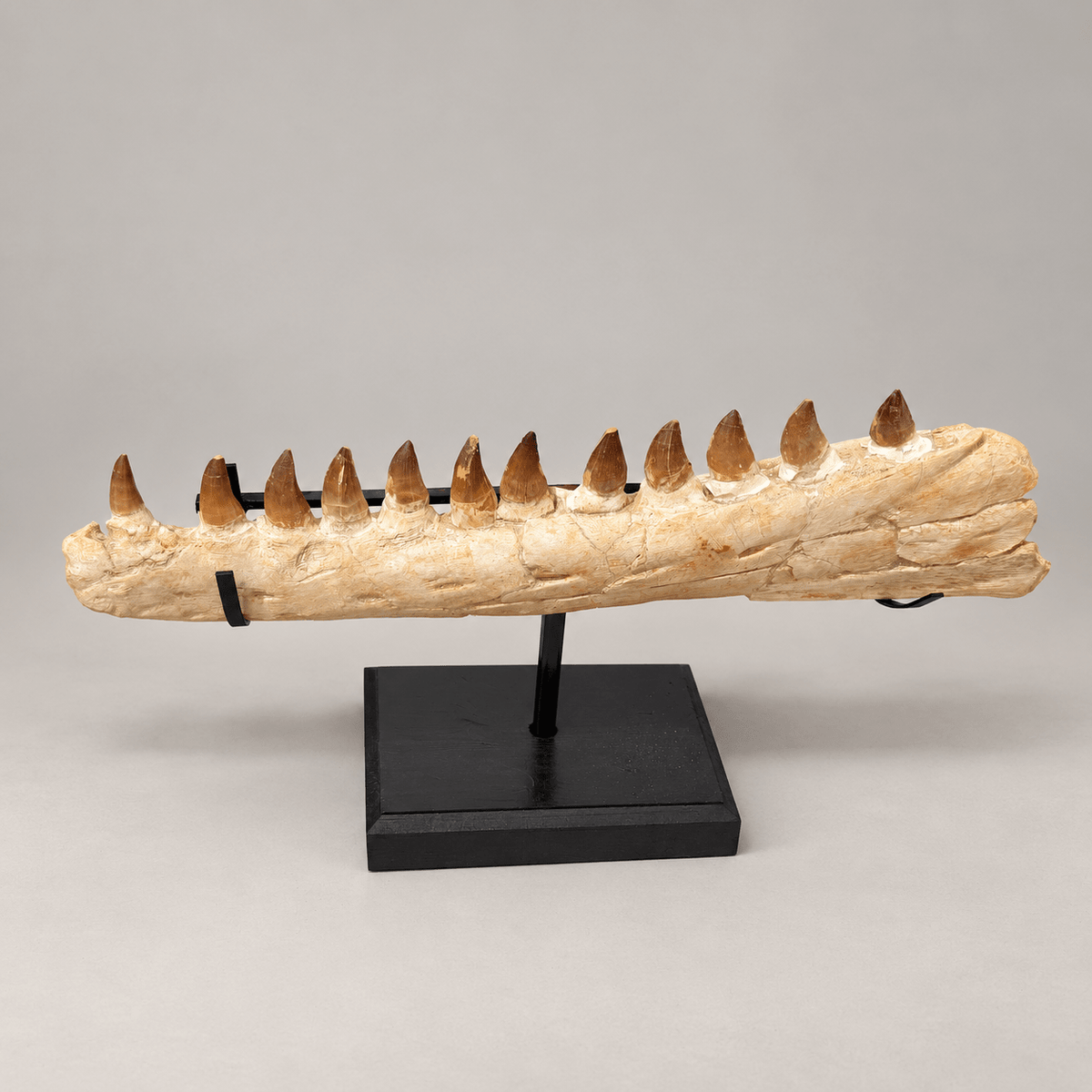 Original Thalassotitan atrox Mosasaur Jaw, 67 cm – PD-MJW-0067 - PaleoDeserts