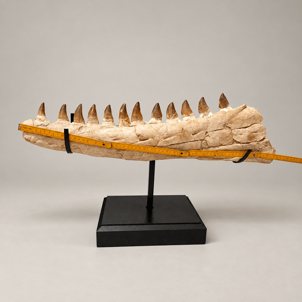 Original Thalassotitan atrox Mosasaur Jaw, 67 cm – PD-MJW-0067 - PaleoDeserts