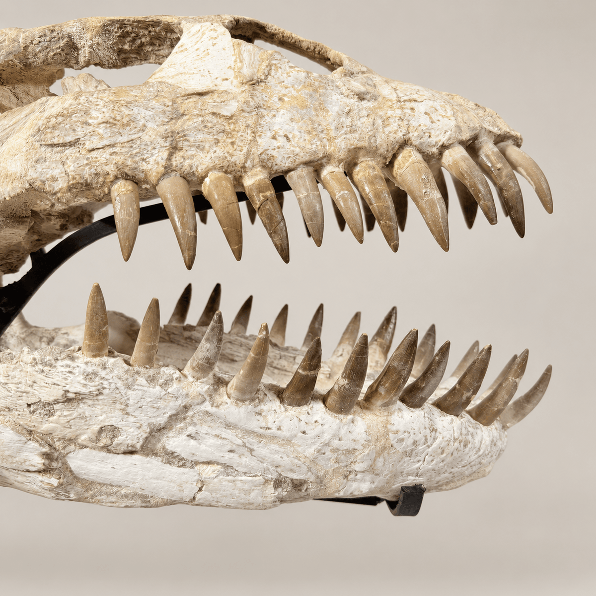 Original Zarafasaura oceanis Plesiosaur Skull, 38 cm – PD-PSK-0038 - PaleoDeserts