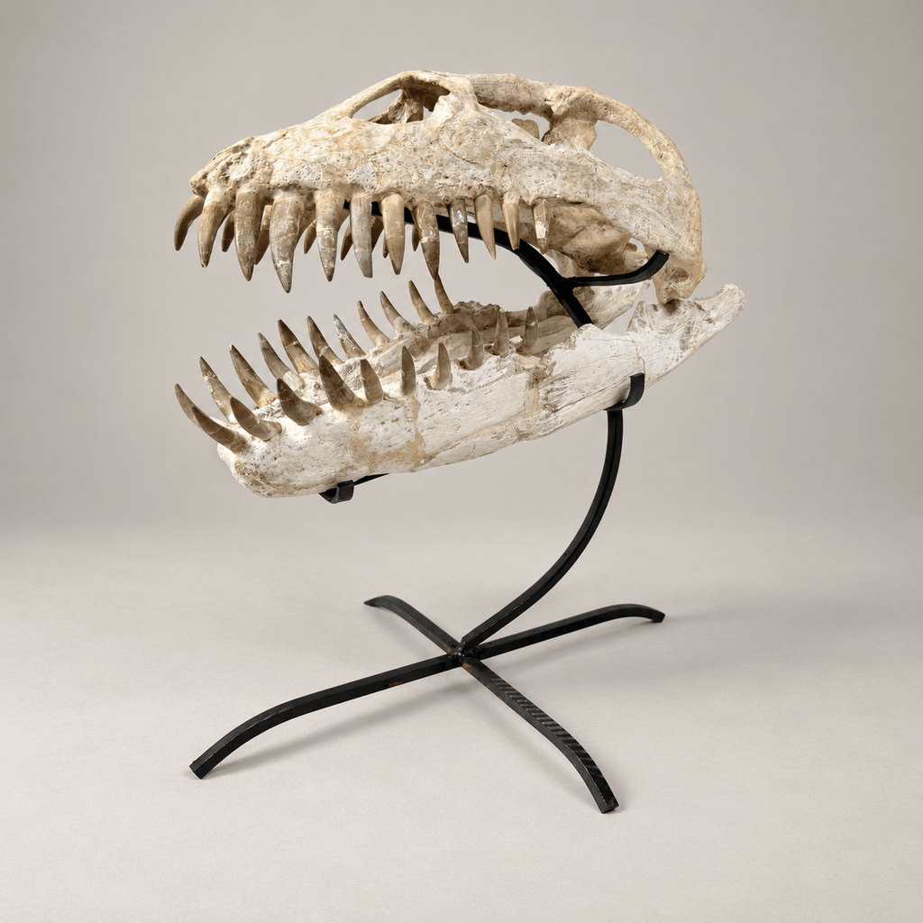 Original Zarafasaura oceanis Plesiosaur Skull, 38 cm – PD-PSK-0038 - PaleoDeserts