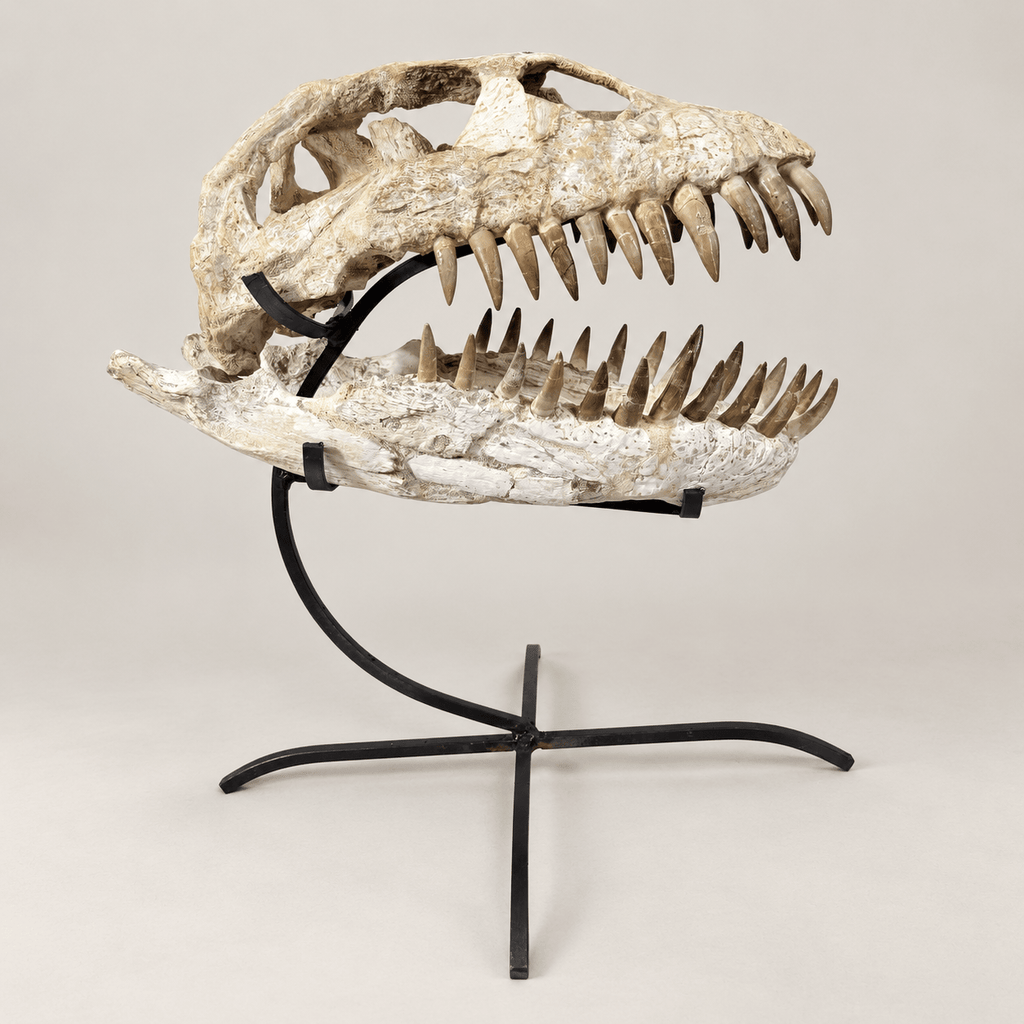 Original Zarafasaura oceanis Plesiosaur Skull, 38 cm – PD-PSK-0038 - PaleoDeserts