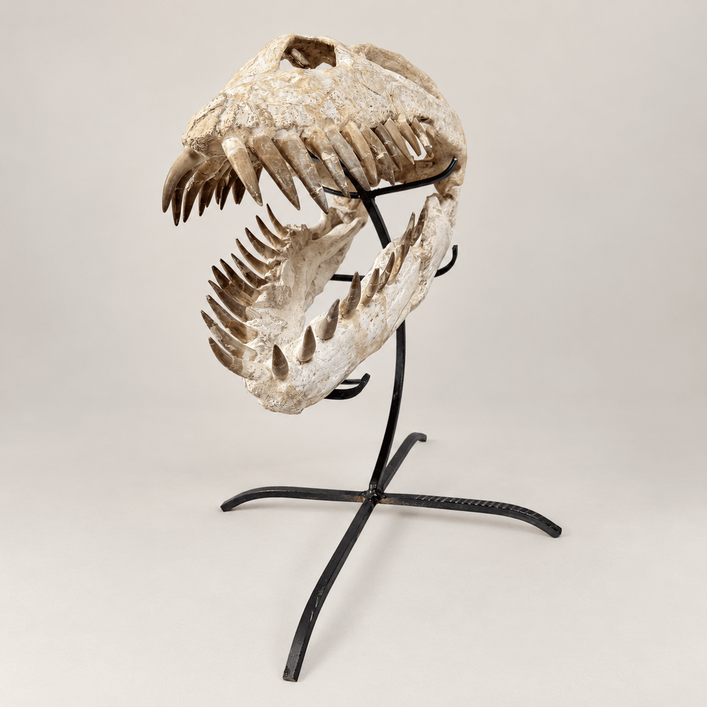 Original Zarafasaura oceanis Plesiosaur Skull, 38 cm – PD-PSK-0038 - PaleoDeserts