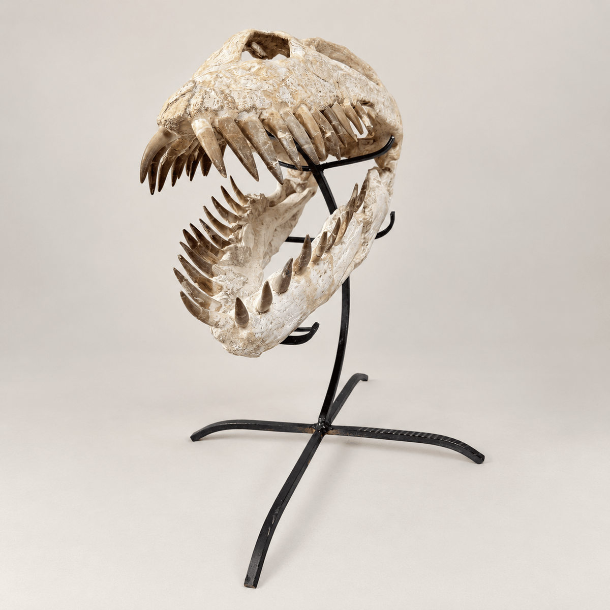 Original Zarafasaura oceanis Plesiosaur Skull, 38 cm – PD-PSK-0038 - PaleoDeserts