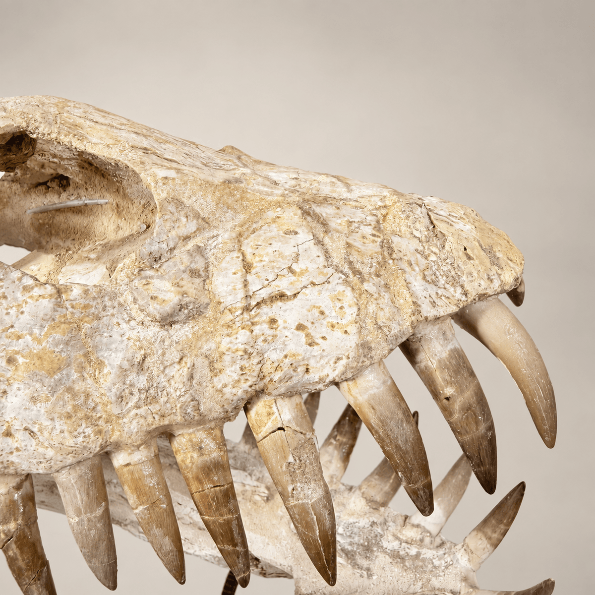 Original Zarafasaura oceanis Plesiosaur Skull, 38 cm – PD-PSK-0038 - PaleoDeserts