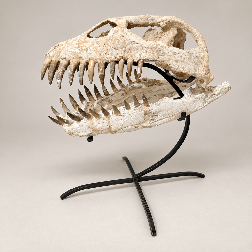 Original Zarafasaura oceanis Plesiosaur Skull, 38 cm – PD-PSK-0038 - PaleoDeserts
