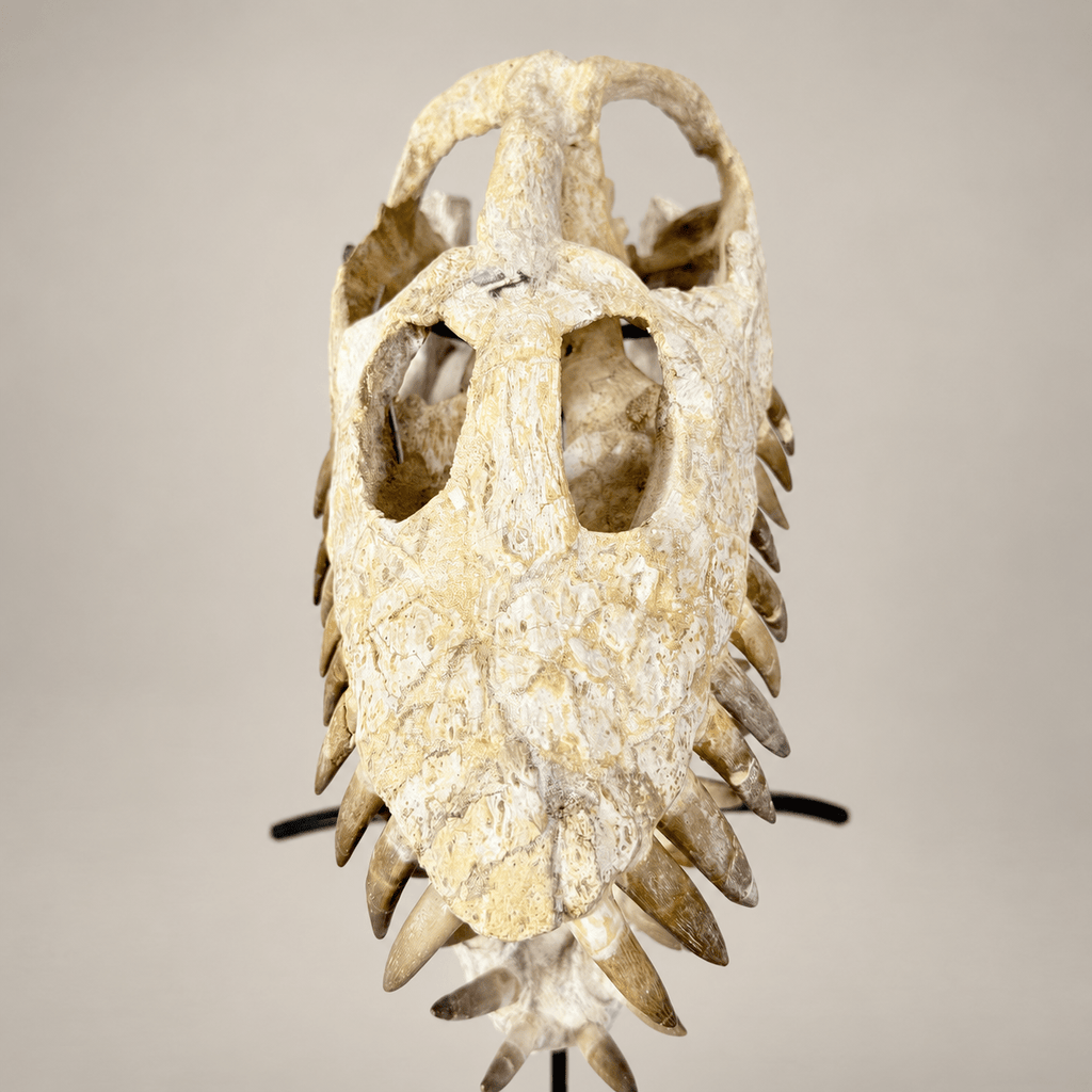 Original Zarafasaura oceanis Plesiosaur Skull, 38 cm – PD-PSK-0038 - PaleoDeserts