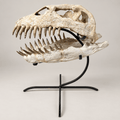 Original Zarafasaura oceanis Plesiosaur Skull, 38 cm – PD-PSK-0038 - PaleoDeserts