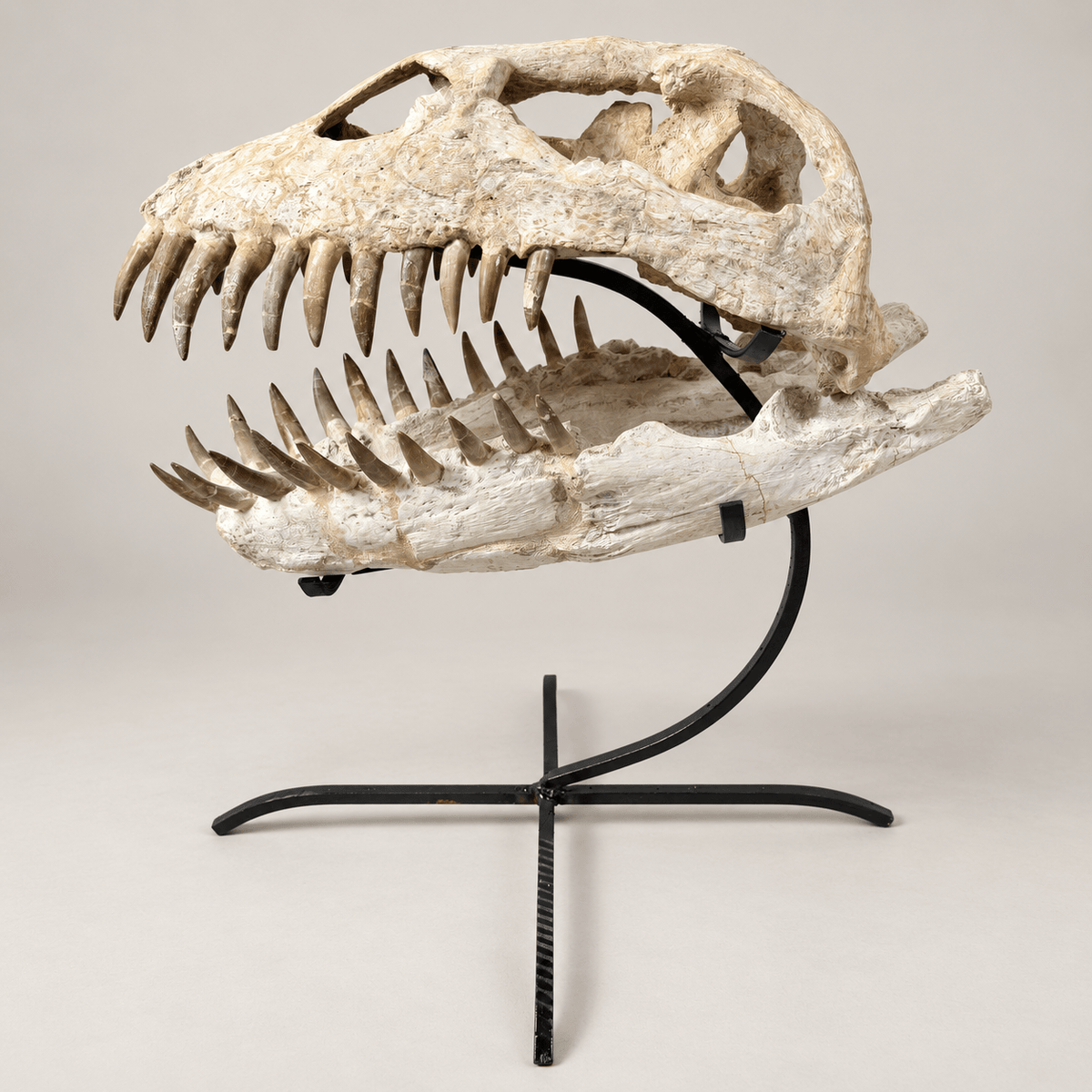Zarafasaura oceanis Plesiosaur Skull with Stand – 15 in (38 cm), Morocco