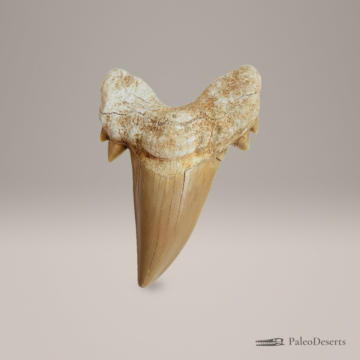 Otodus obliquus Shark Tooth Fossil – second view