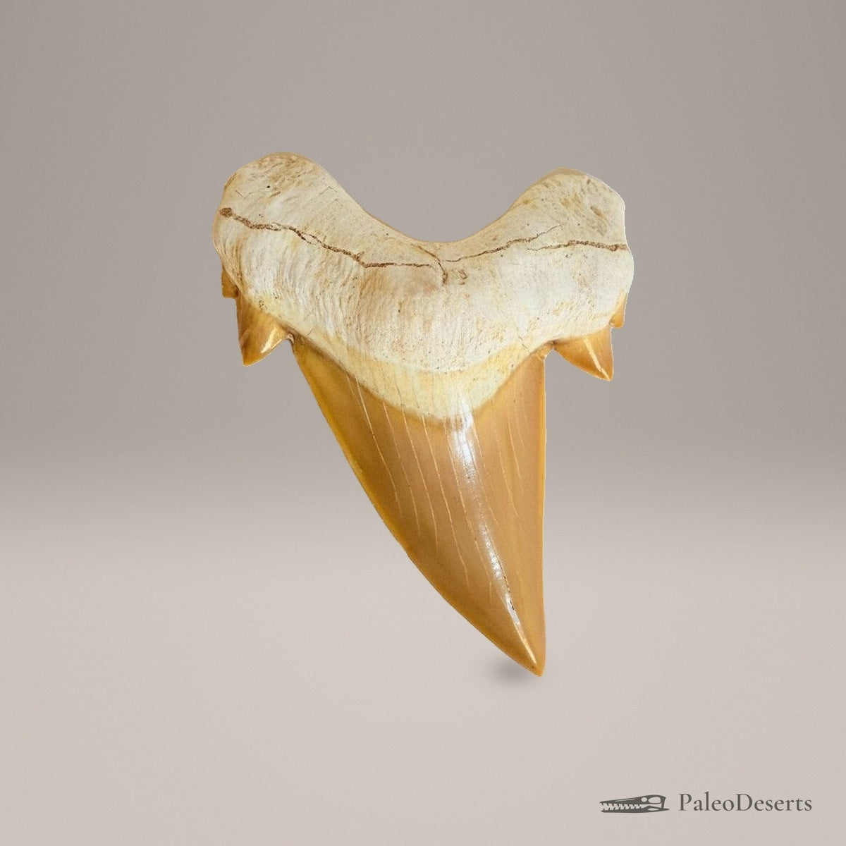 Otodus obliquus Shark Tooth Fossil – second view