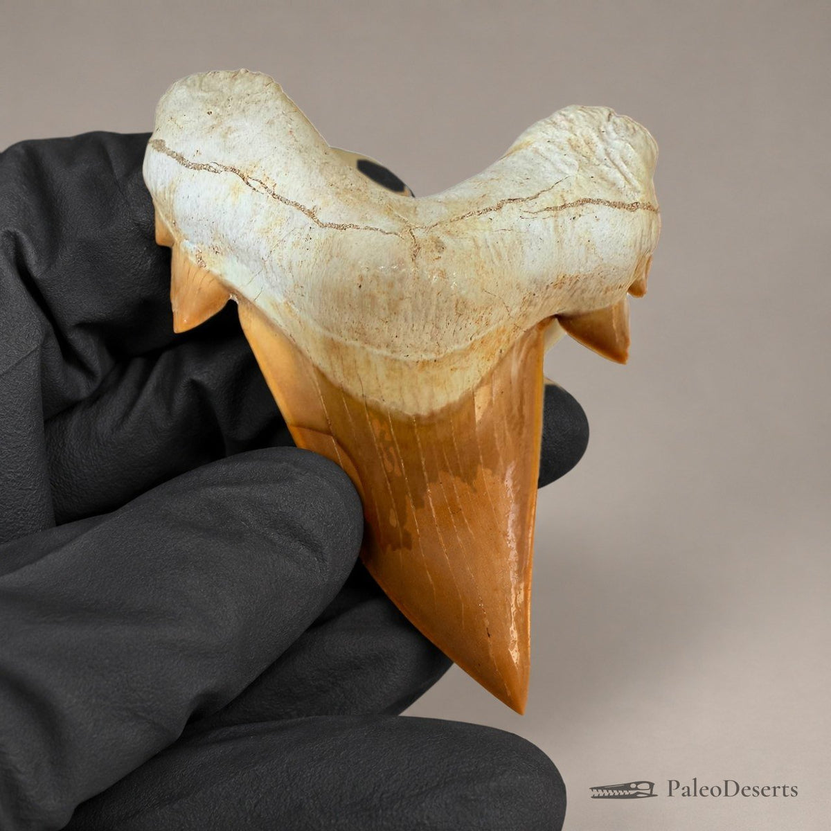 Otodus obliquus Shark Tooth Fossil – 3.1 in (8.0 cm), Morocco – Specimen SH-01 - PaleoDeserts