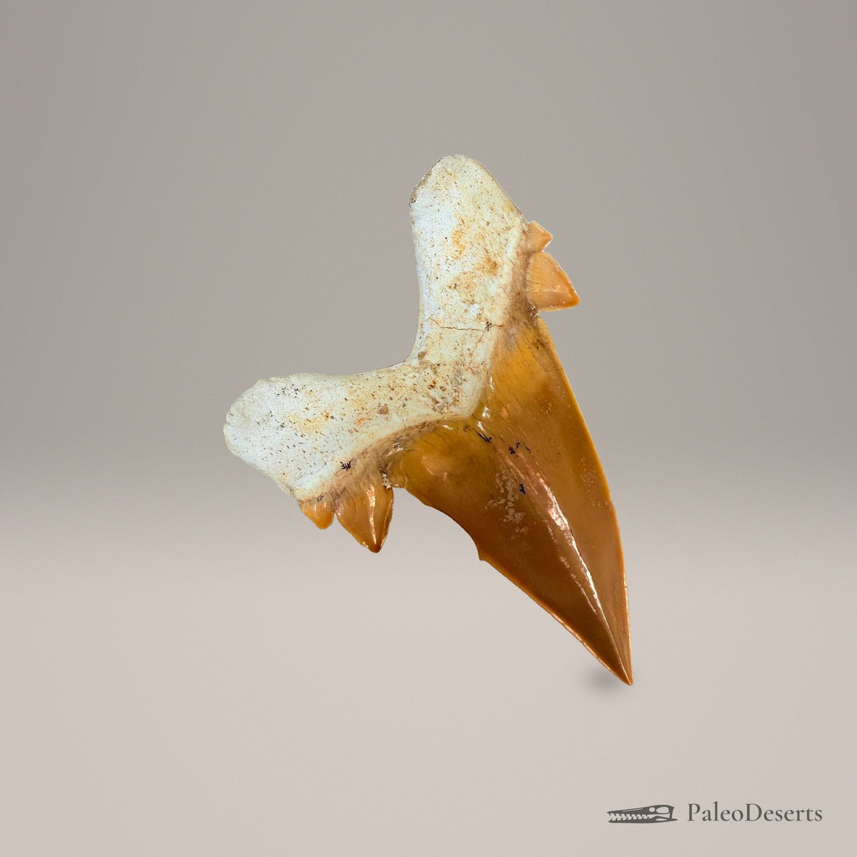 Otodus obliquus Shark Tooth Fossil – 3.1 in (8.0 cm), Morocco – Specimen SH-01 - PaleoDeserts
