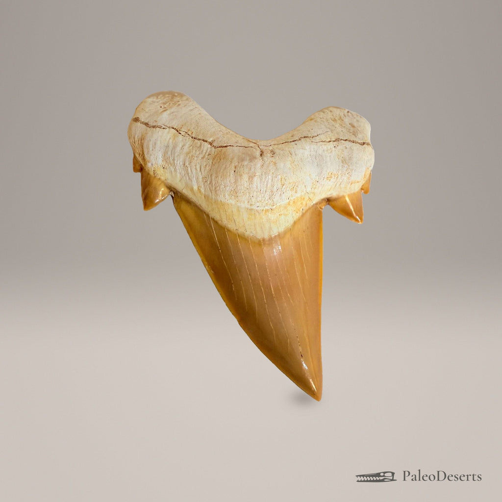Otodus obliquus Shark Tooth Fossil – 3.1 in (8.0 cm), Morocco – Specimen SH-01 - PaleoDeserts