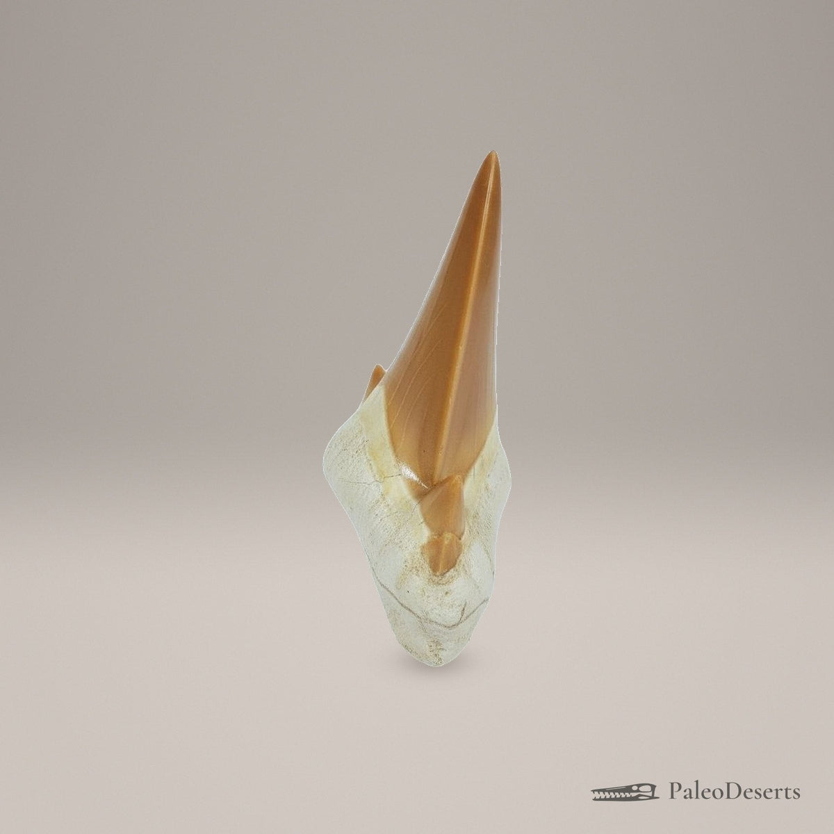 Otodus obliquus Shark Tooth Fossil – 3.1 in (8.0 cm), Morocco – Specimen SH-01 - PaleoDeserts
