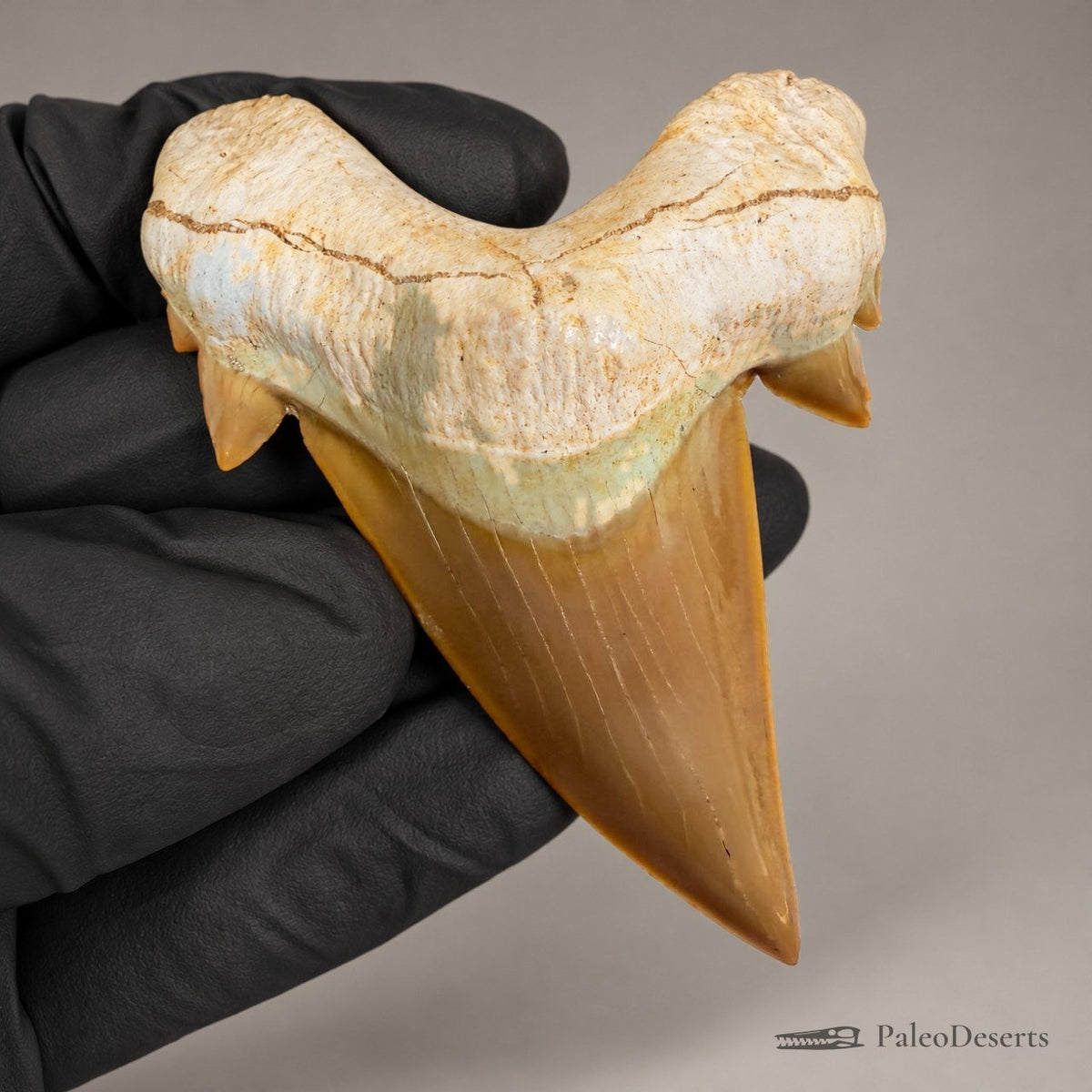 Otodus obliquus Shark Tooth Fossil – 3.1 in (8.0 cm), Morocco – Specimen SH-01