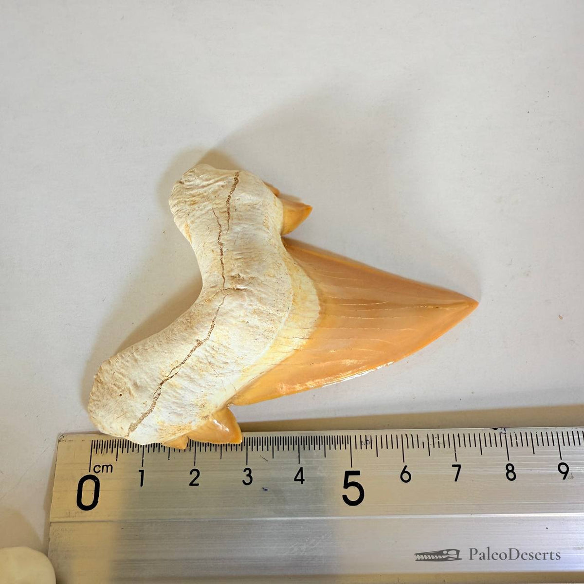 Otodus obliquus Shark Tooth Fossil – 3.1 in (8.0 cm), Morocco – Specimen SH-01 - PaleoDeserts