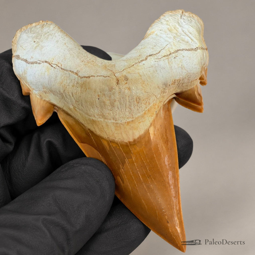 Otodus obliquus Shark Tooth Fossil – 3.1 in (8.0 cm), Morocco – Specimen SH-01 - PaleoDeserts