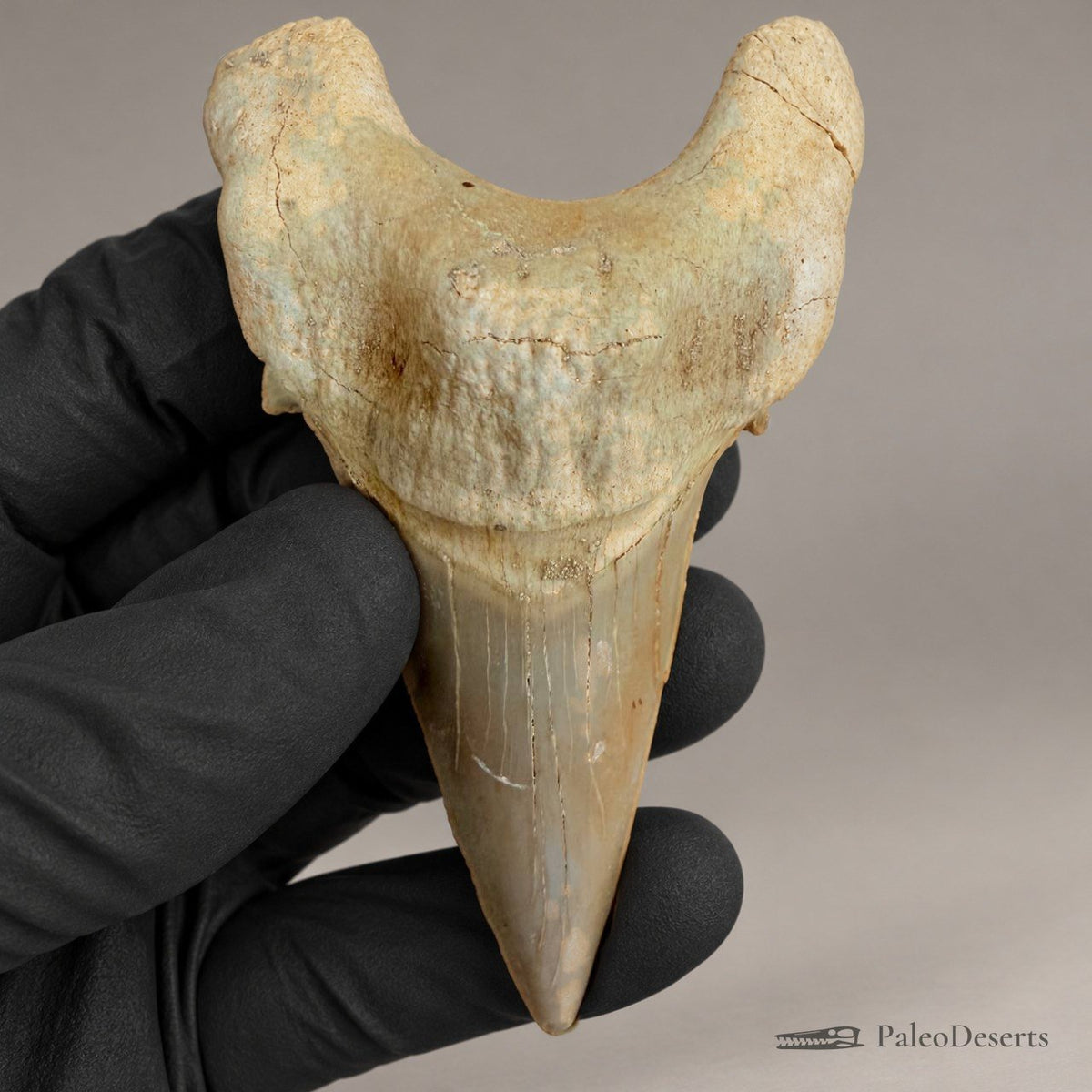 Otodus obliquus Shark Tooth Fossil – 3.1 in (8.0 cm), Morocco – Specimen SH-03 – view 3