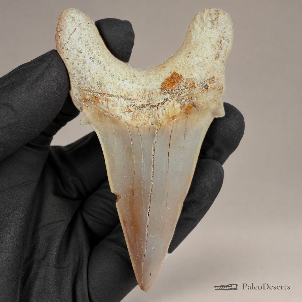 Otodus obliquus Shark Tooth Fossil – 3.1 in (8.0 cm), Morocco – Specimen SH-03 – view 1