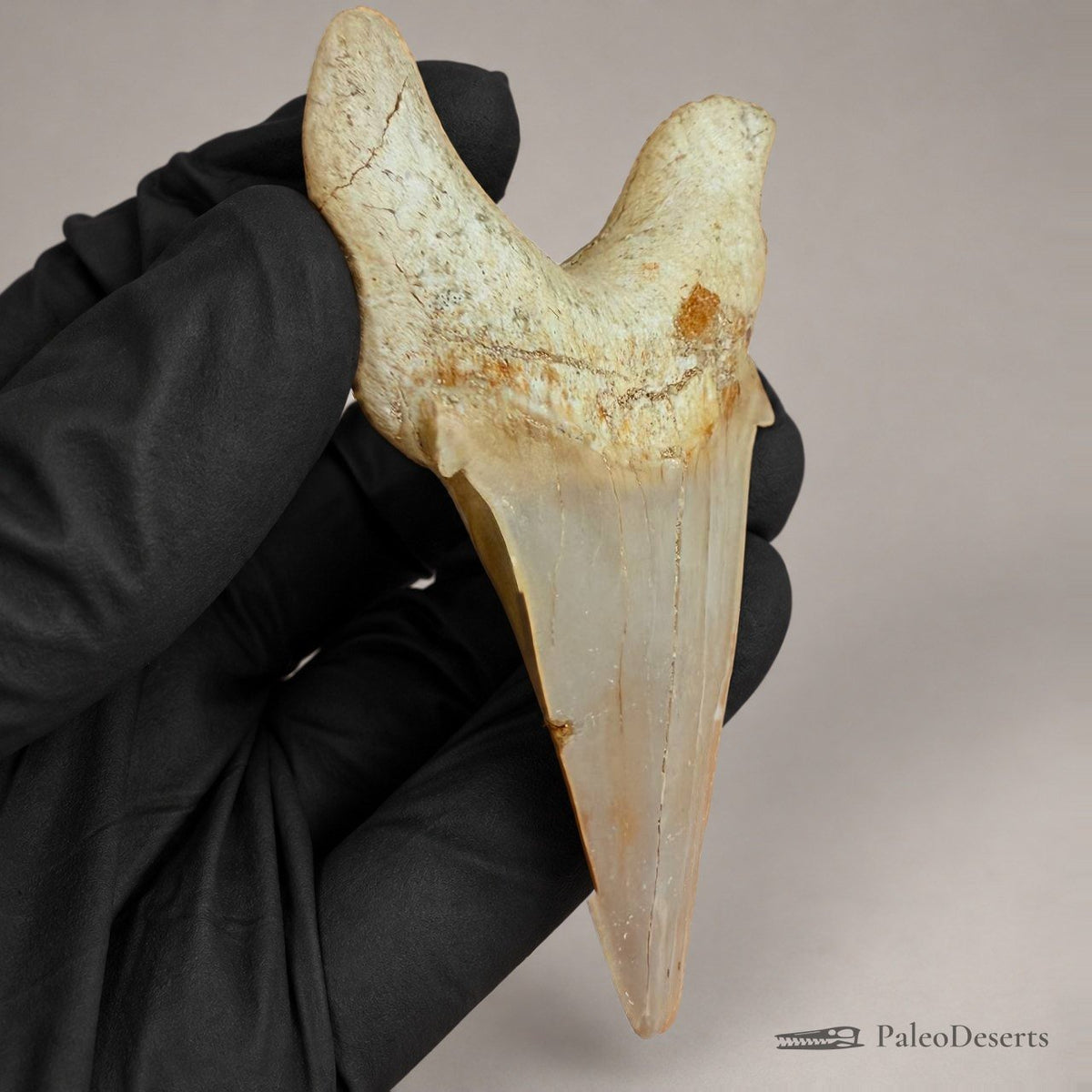 Otodus obliquus Shark Tooth Fossil – 3.1 in (8.0 cm), Morocco – Specimen SH-03 - PaleoDeserts