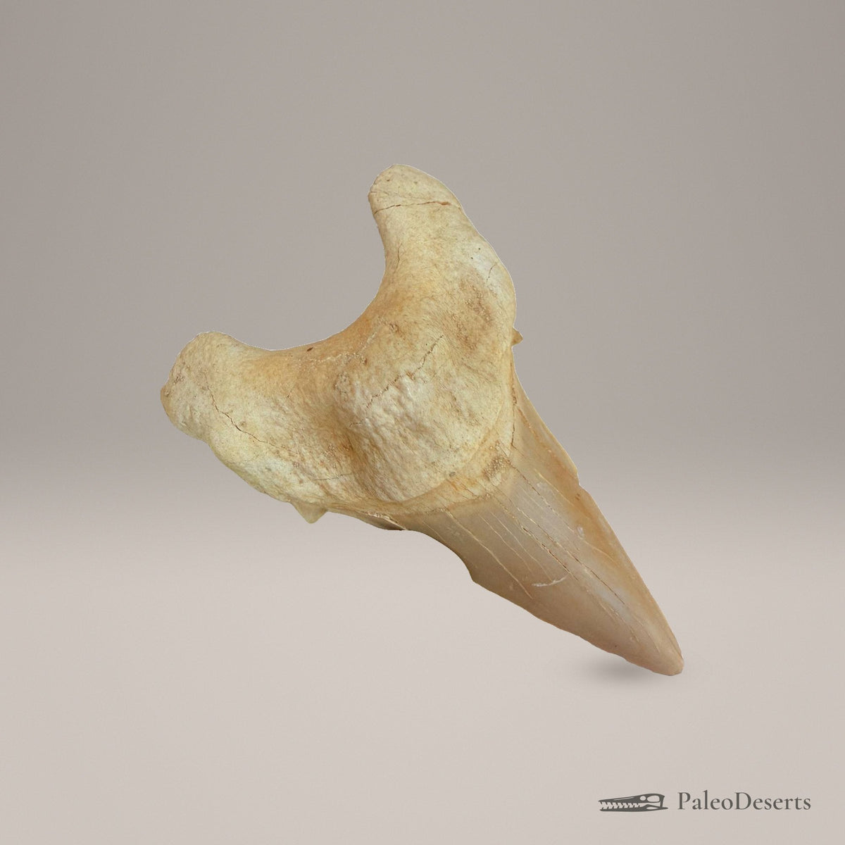 Otodus obliquus Shark Tooth Fossil – second view