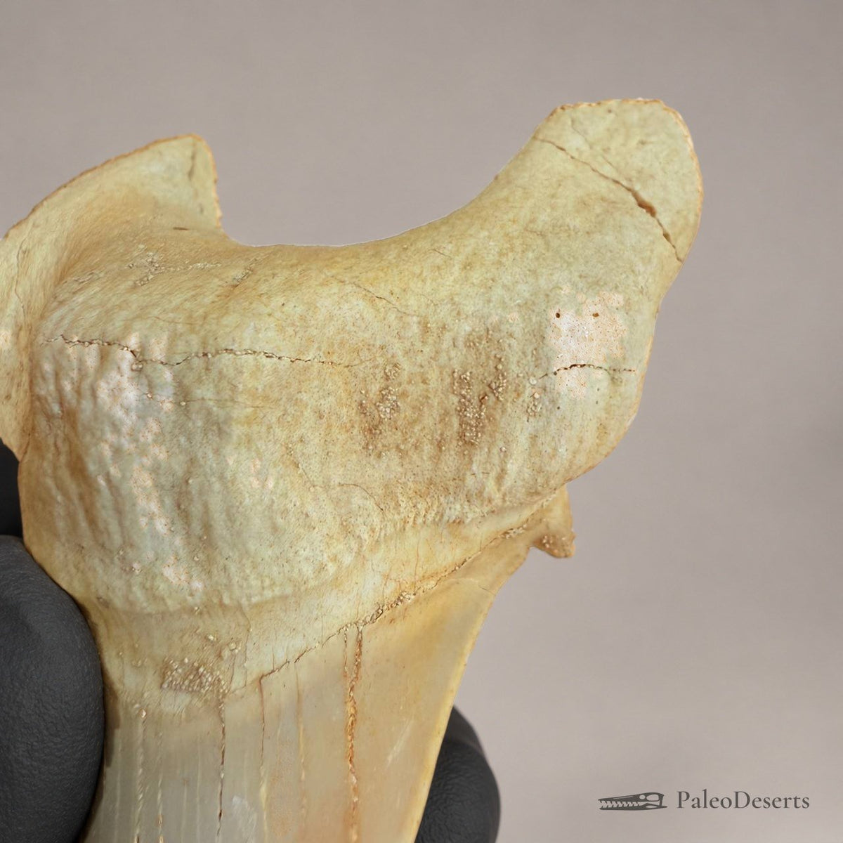 Otodus obliquus Shark Tooth Fossil – 3.1 in (8.0 cm), Morocco – Specimen SH-03 - PaleoDeserts