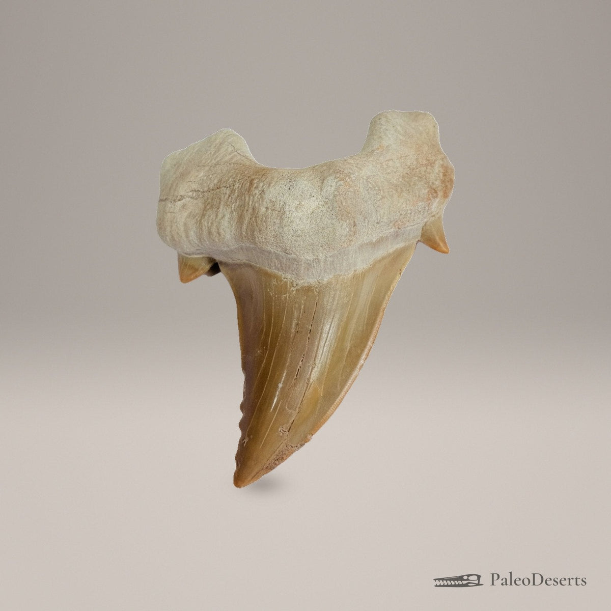 Otodus obliquus Shark Tooth Fossil – second view