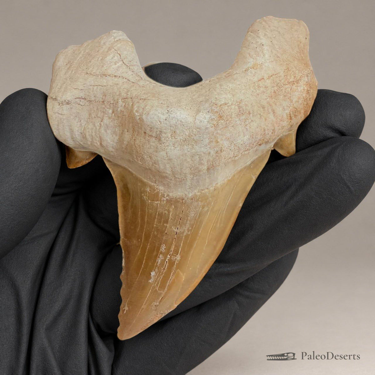 Otodus obliquus Shark Tooth Fossil – 3.1 in (8.0 cm), Morocco – Specimen SH-06 - PaleoDeserts