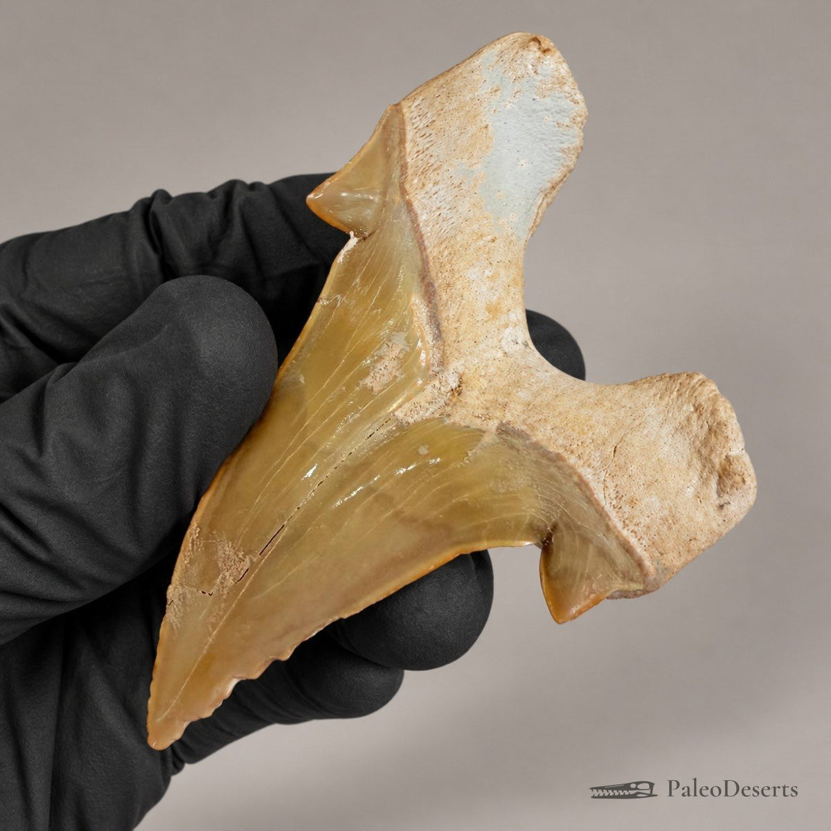 Otodus obliquus Shark Tooth Fossil – 3.1 in (8.0 cm), Morocco – Specimen SH-06 - PaleoDeserts