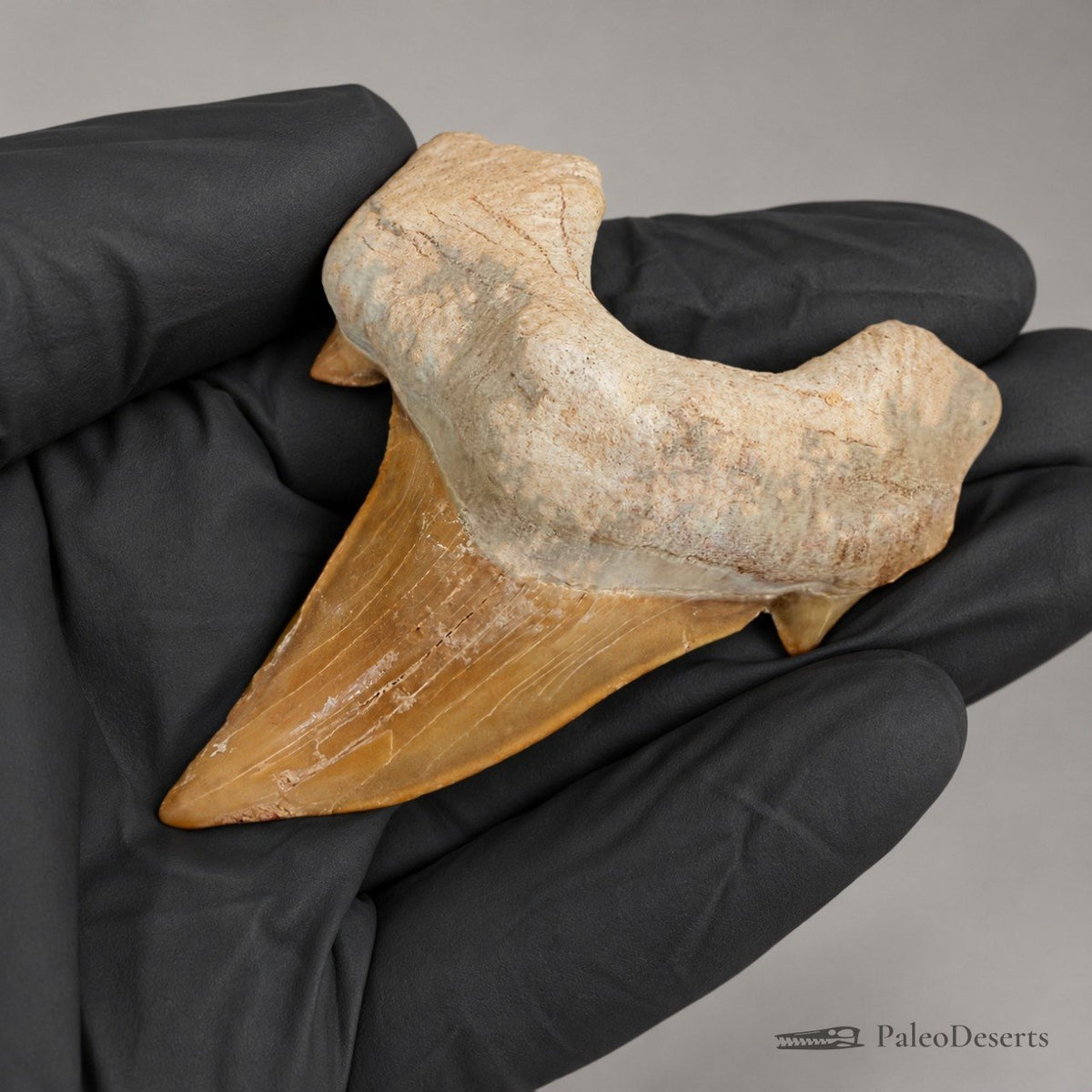 Otodus obliquus Shark Tooth Fossil – 3.1 in (8.0 cm), Morocco – Specimen SH-06 - PaleoDeserts
