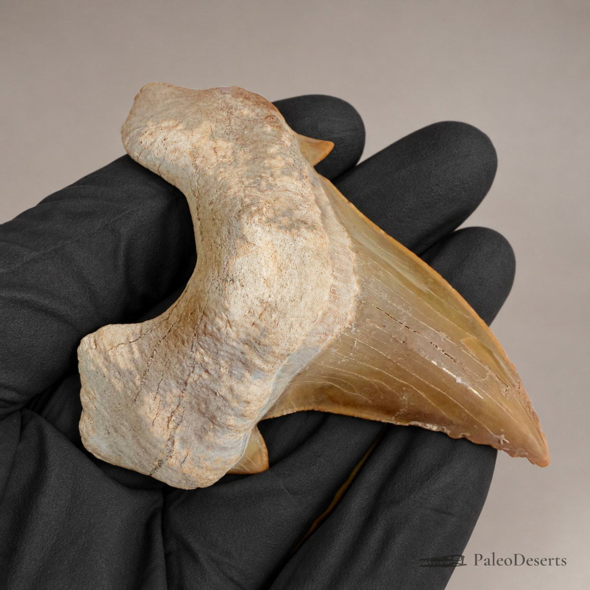 Otodus obliquus Shark Tooth Fossil – 3.1 in (8.0 cm), Morocco – Specimen SH-06 – view 4