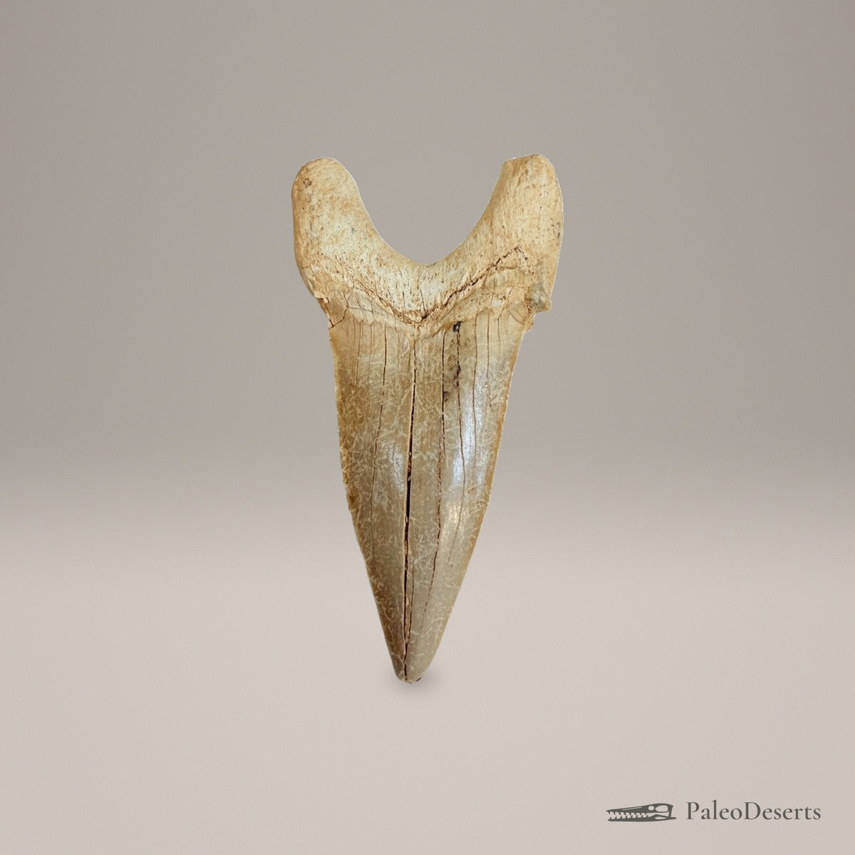 Otodus obliquus Shark Tooth Fossil – 3.3 in (8.5 cm), Morocco – view 2