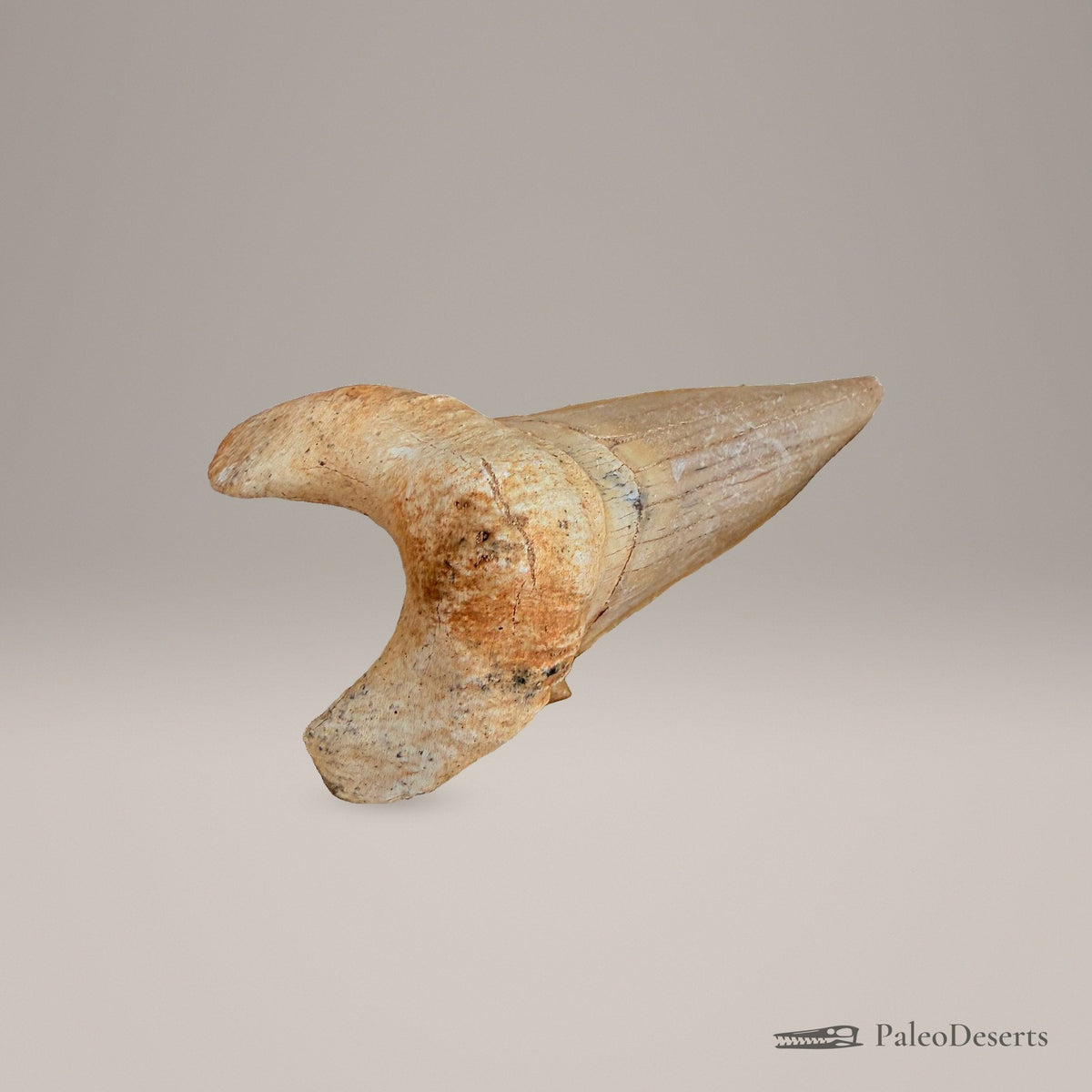 Otodus obliquus Shark Tooth Fossil – 3.3 in (8.5 cm), Morocco - PaleoDeserts