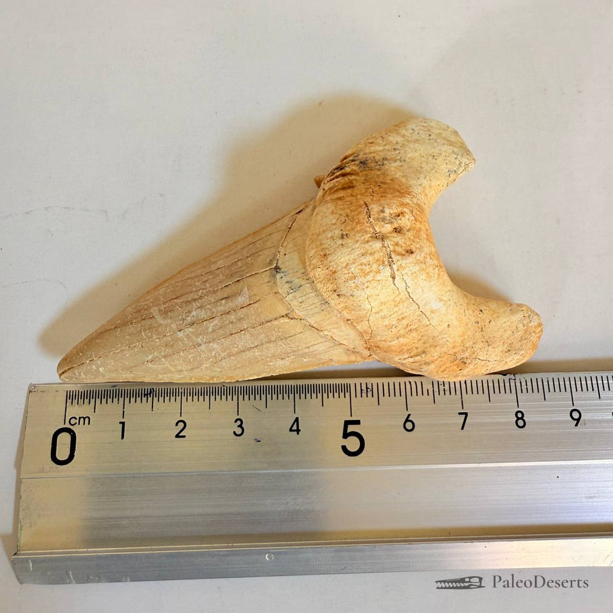 Otodus obliquus Shark Tooth Fossil – 3.3 in (8.5 cm), Morocco – view 6