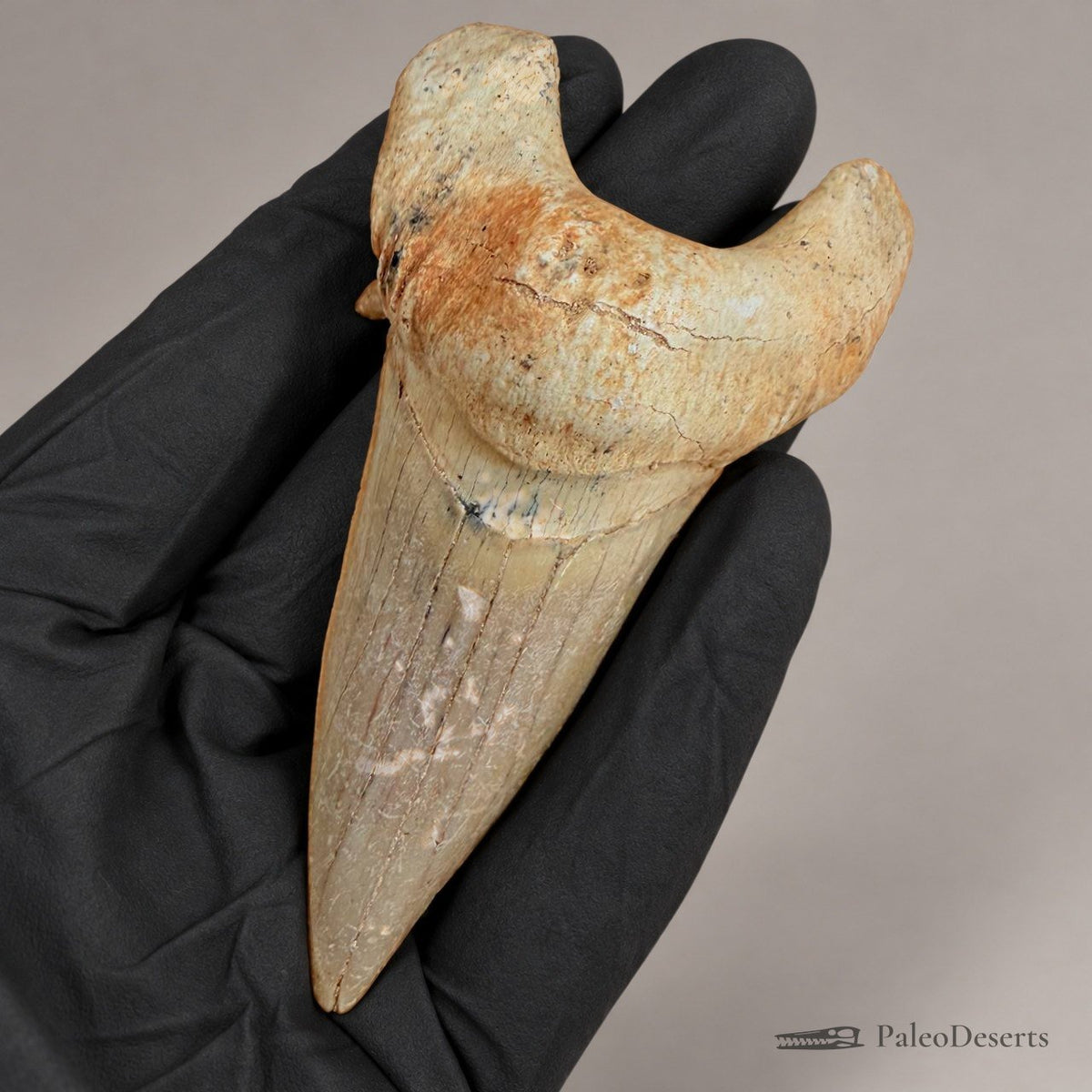 Otodus obliquus Shark Tooth Fossil – 3.3 in (8.5 cm), Morocco - PaleoDeserts