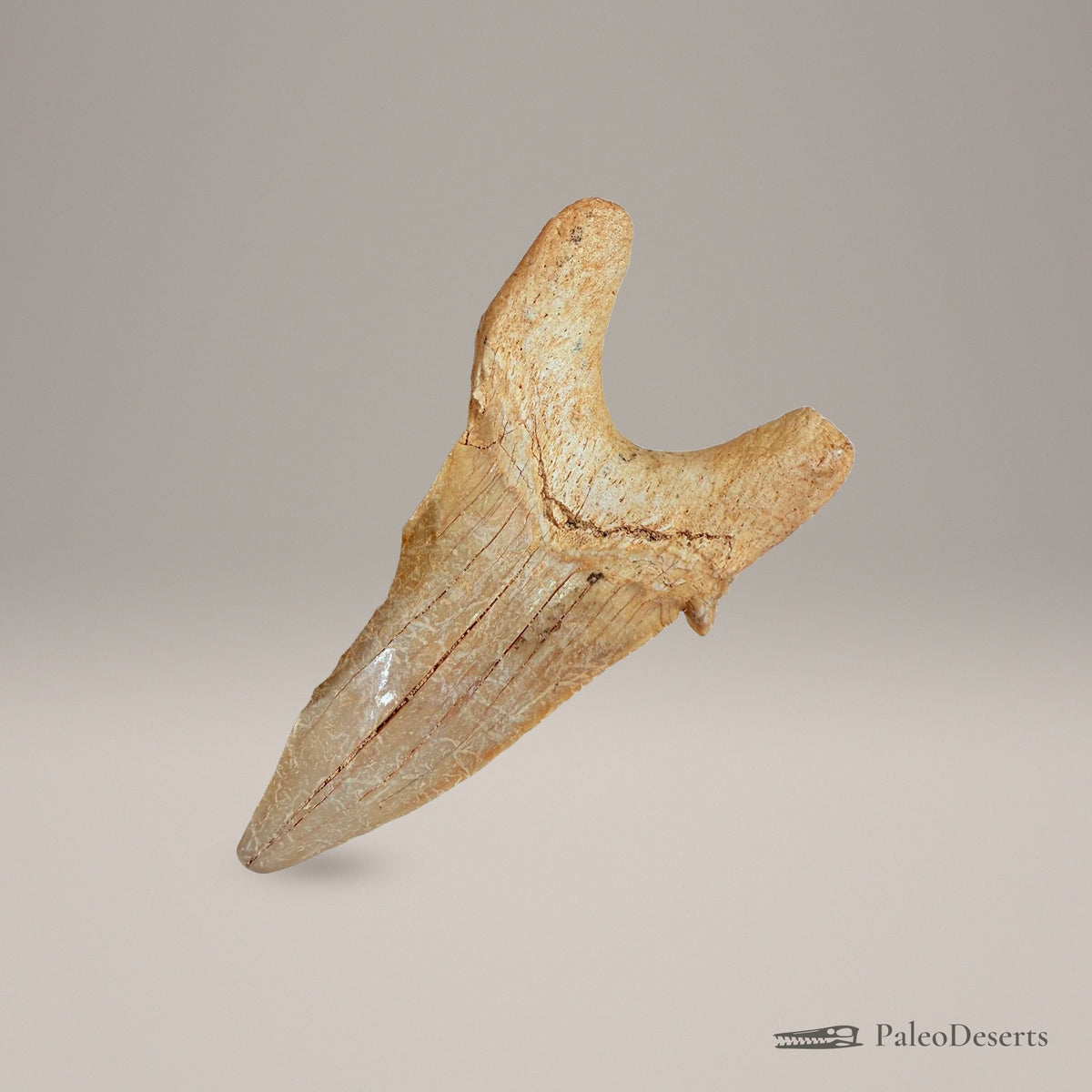 Otodus obliquus Shark Tooth Fossil – 3.3 in (8.5 cm), Morocco – view 3