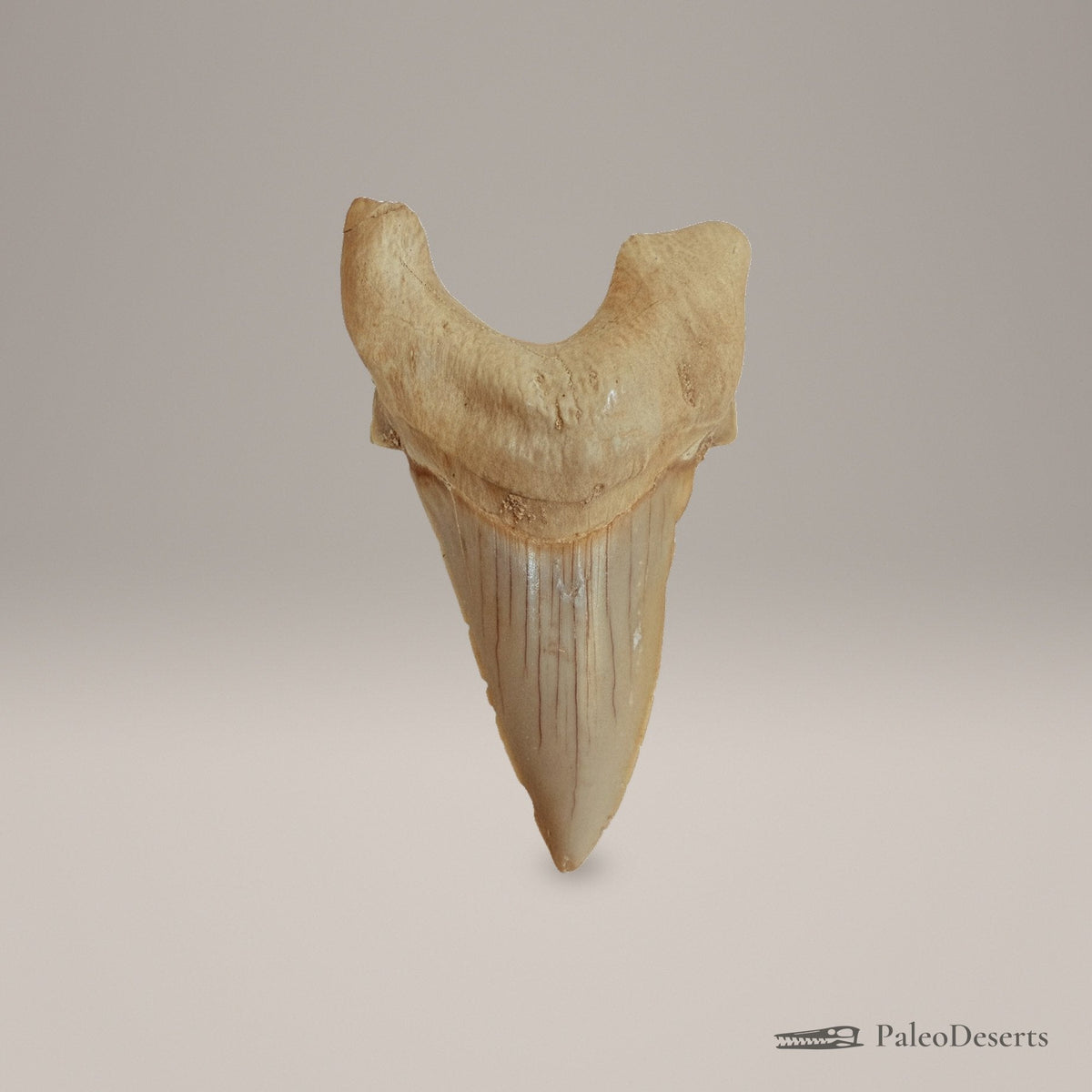 Otodus obliquus Shark Tooth Fossil – second view