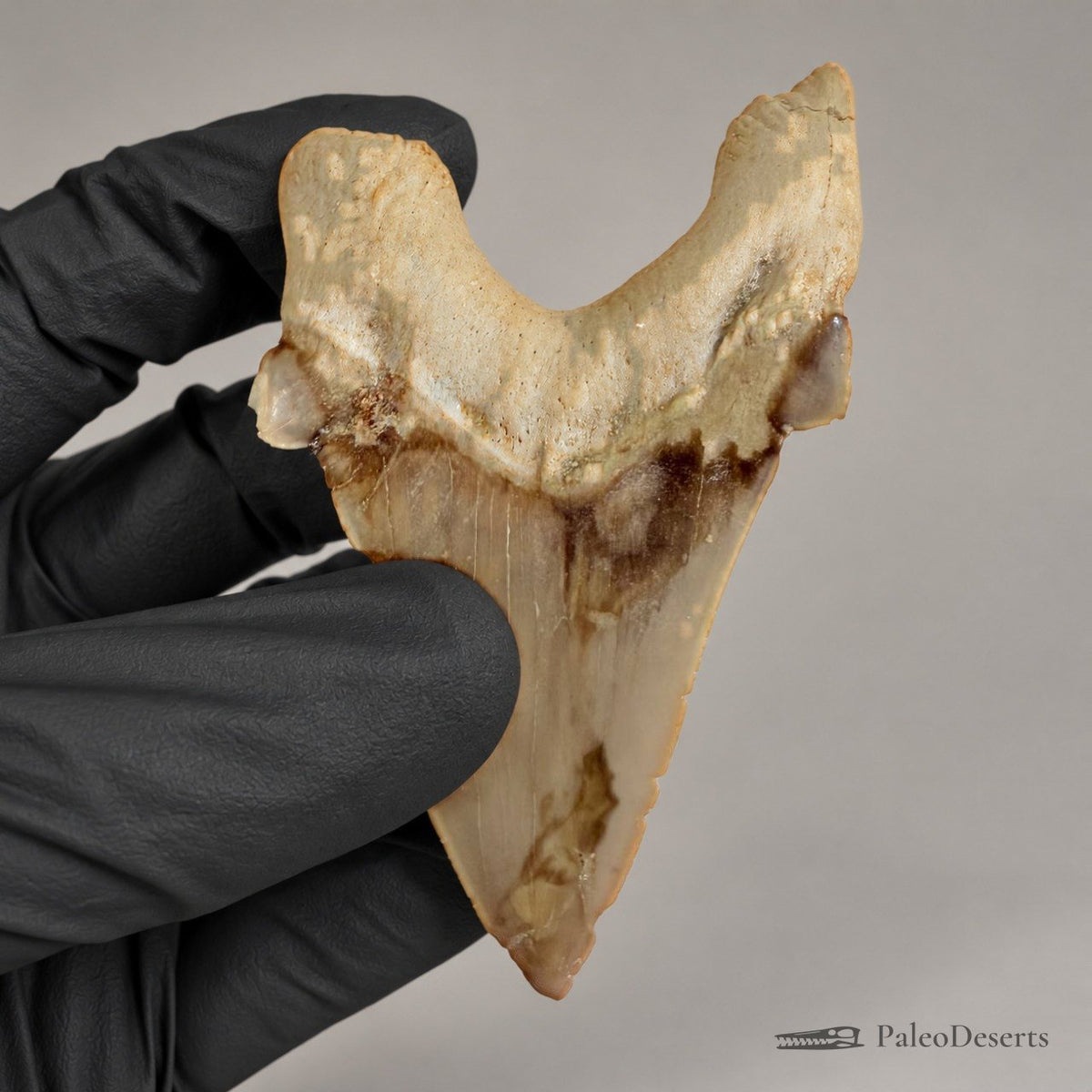 Otodus obliquus Shark Tooth Fossil – 3.5 in (9.0 cm), Morocco - PaleoDeserts