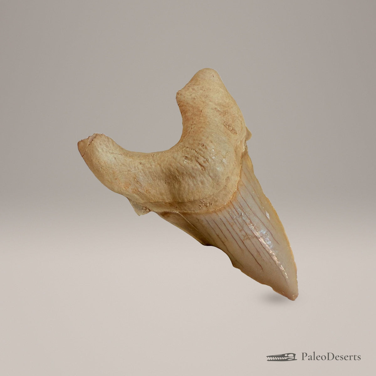 Otodus obliquus Shark Tooth Fossil – 3.5 in (9.0 cm), Morocco – view 3