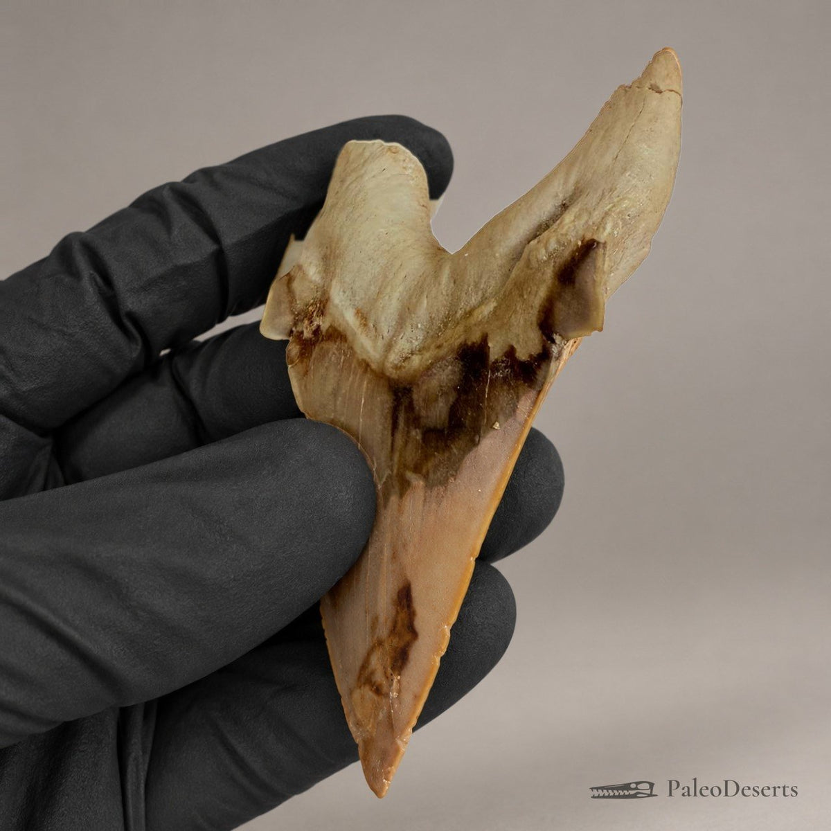 Otodus obliquus Shark Tooth Fossil – 3.5 in (9.0 cm), Morocco - PaleoDeserts
