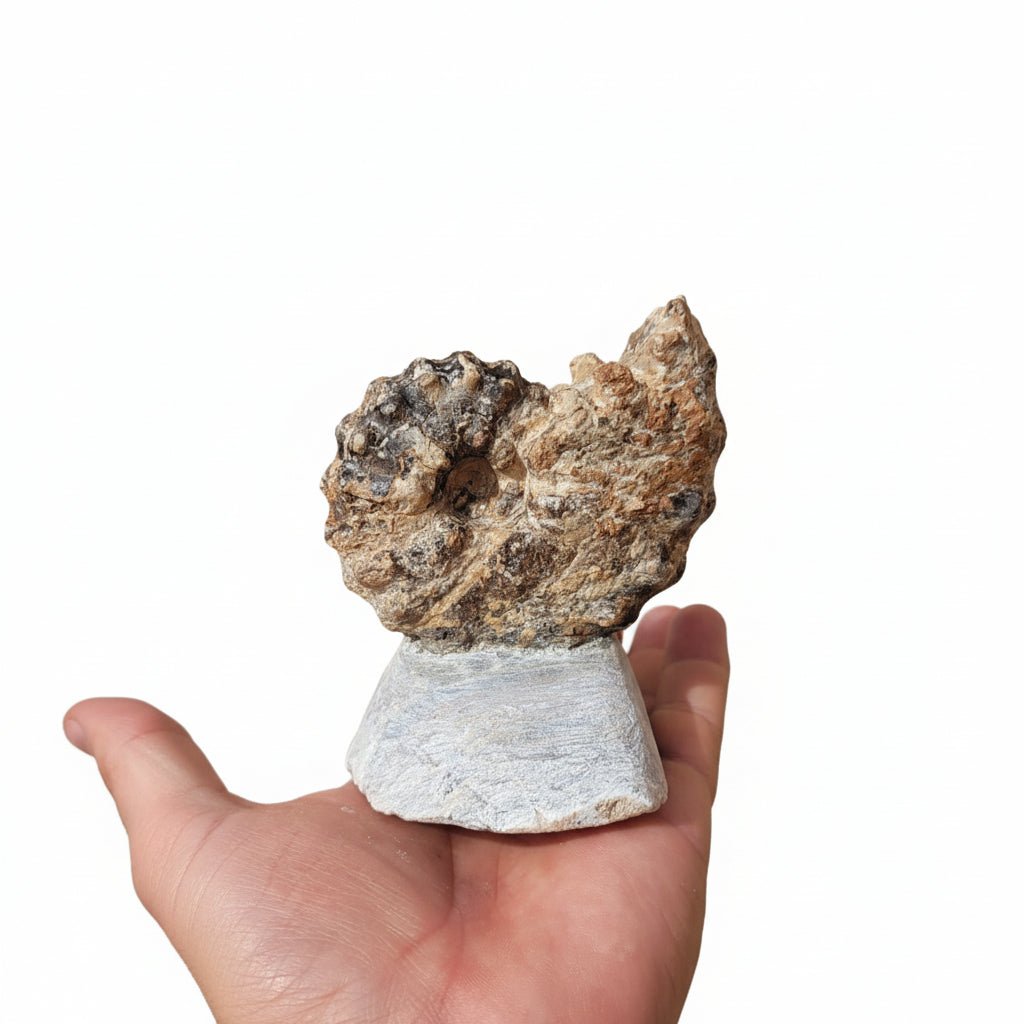 Perisphinctes Fossil in Matrix, 15 cm – AD-18693 - PaleoDeserts
