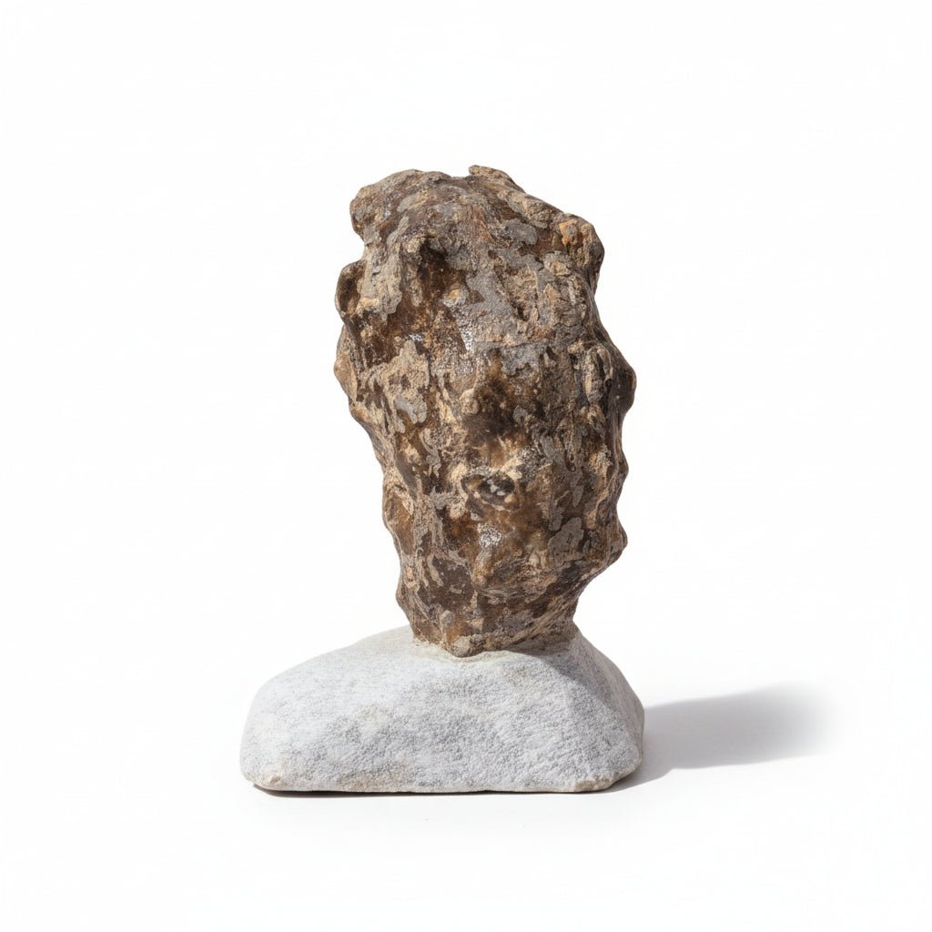 Perisphinctes Fossil in Matrix, 15 cm – AD-18693 - PaleoDeserts