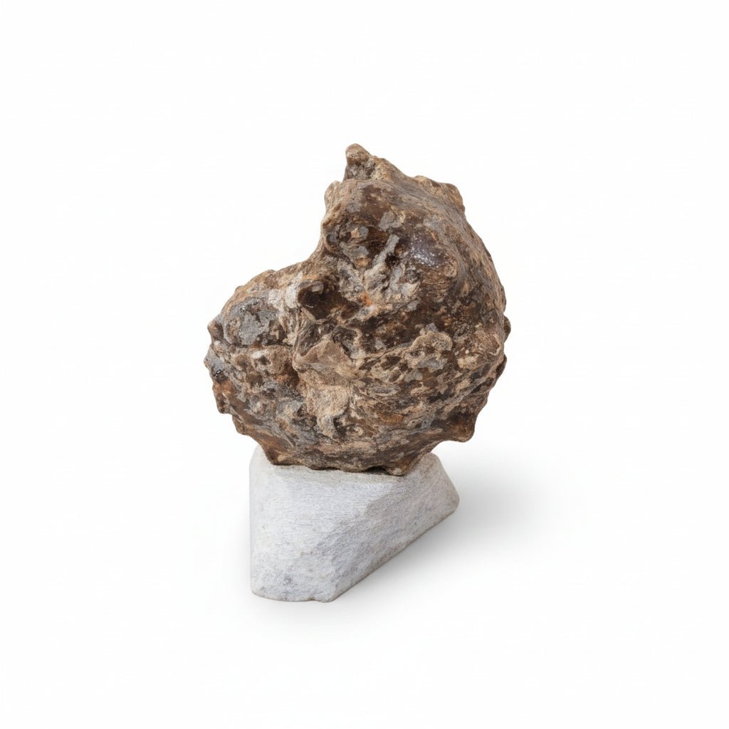 Perisphinctes Fossil in Matrix, 15 cm – AD-18693 - PaleoDeserts