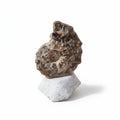 Perisphinctes Fossil in Matrix, 15 cm – AD-18693 - PaleoDeserts